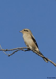 Northern Shrike (Juvenile)