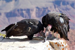 Neckwrestling California condors