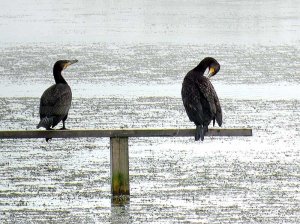 Resting Cormorants