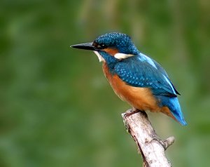 Another Kingfisher