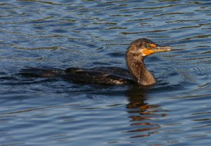 Double-crested Cormorant - 2