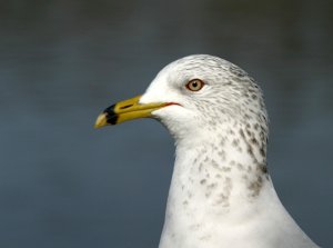posing gull