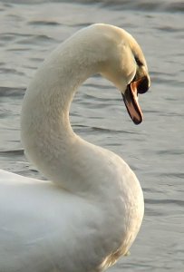 'S' is for Swan