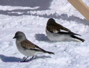 Snow Finches