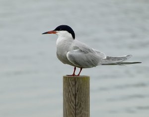 One Good Tern