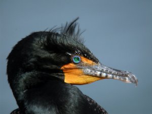 traveling cormorant