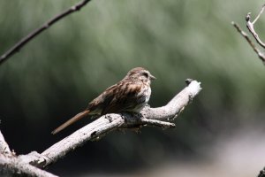 Song Sparrow (1st picture with Canon 40D)