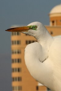 Great Egret in Spring
