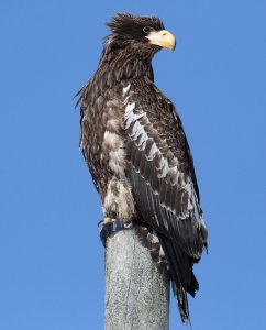 Young Stellers Sea Eagle