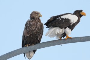 Inter species eagle love