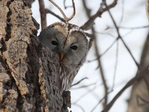 Hide and seek Ural Owl