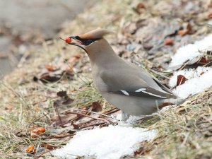 Waxwing grounded