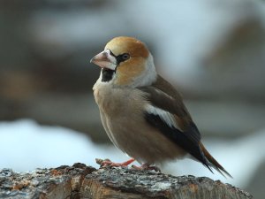 Hawfinch up close