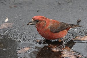 Thirsty Common Crossbill