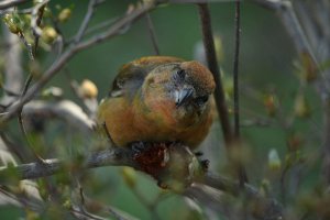 Common Crossbill up close....