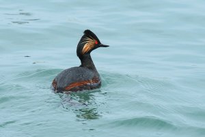 Black Necked Grebe changing into SP.