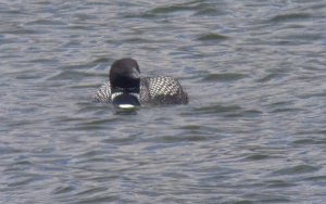 Great Northern Diver (front)