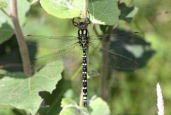 southern hawker