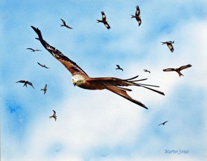 Red Kite Watercolour