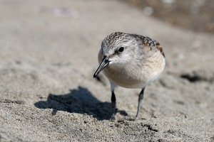 Red Necked Stint up close #1