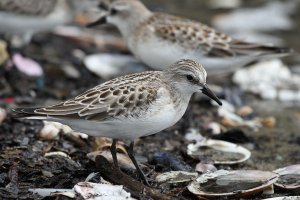 Red Necked Stint Up Close #2