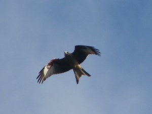 Red Kite hits the skys of N.ireland