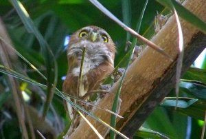 Ferruginous  Pygmy-Owl