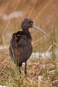 Dulux the Glossy Ibis