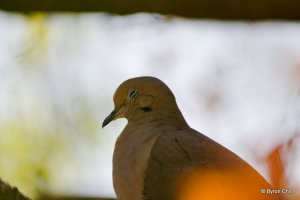 Napping dove