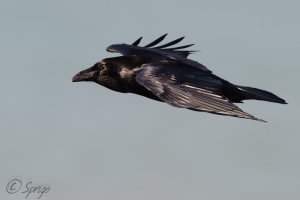 Raven fly by.
