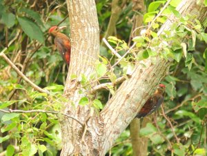 2 male Pryer's (Okinawa ) Woodpecker