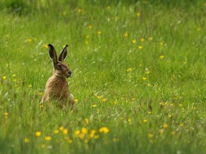 Brown hare