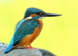Kingfisher close up.