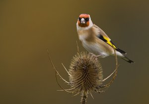 Goldfinch on Bronze
