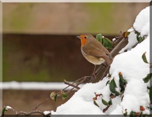 Robin and the White Stuff