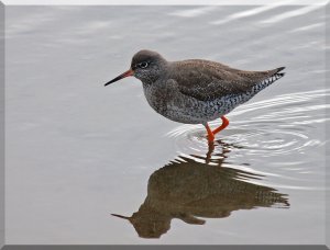 Redshank in the Shallows
