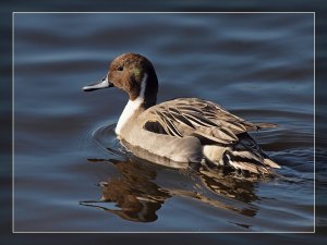 Sunny Pintail