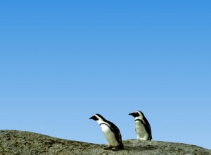 Pair of South African Penguins, Spheniscus demersus