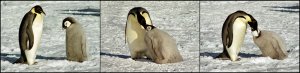 Emperor Penguin Feeding Sequence, Aptenodytes forsteri