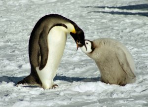 Emperor Penguin Chick Feeding, Antarctica