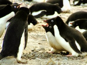 Juvenile Adelie Penguins Having an Argument, Pygoscelis adeliae