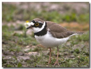 A very Soggy and hungry Little ringed plover