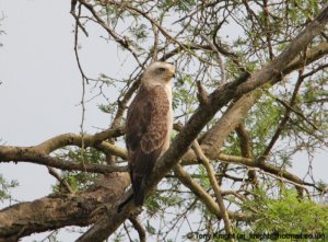 western banded snake-eagle