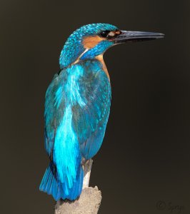 Male Common Kingfisher