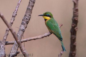 Little bee-eater (Merops pusillus)