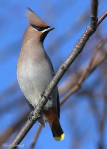 Waxwing (a first)