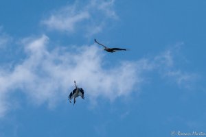 White Stork attack White-tailed Eagle