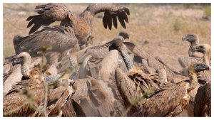 Vulture Feast