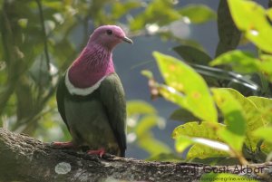 Pink-headed Fruit Dove