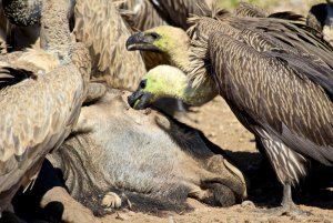 Vultures Eating